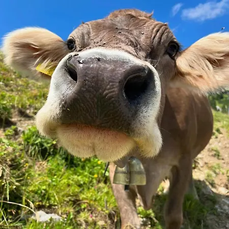 Stablblick - Lechtal Apartment Haeselgehr