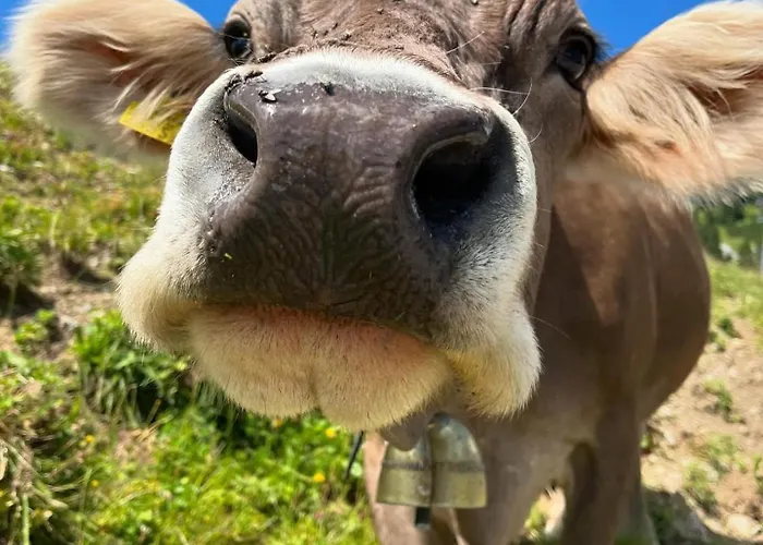 Stablblick - Lechtal شقة Häselgehr